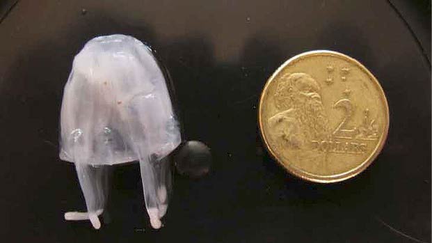 Irukandji jellyfish