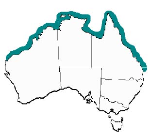 Areas in which Irukandji jellyfish are most likely to be found